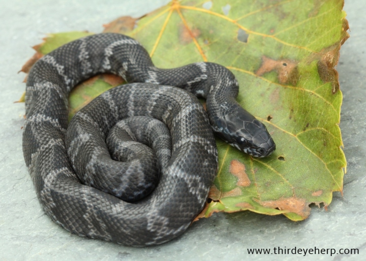 Melanistic Russian Rat Snake